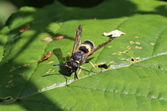 Ancistrocerus parietum