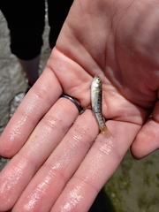 Fundulus parvipinnis