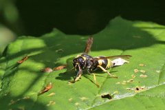 Ancistrocerus parietum