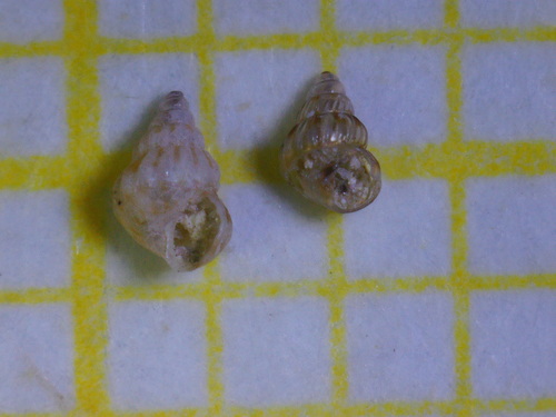 Representative image of Pusillina philippi