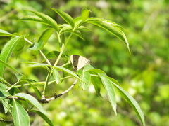 Hermeuptychia intricata