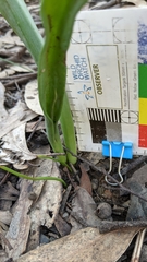 Thelymitra grandiflora