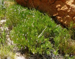 Pelargonium laevigatum oxyphyllum