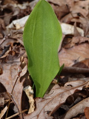 Galearis spectabilis