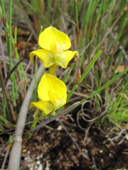 Disa tenuifolia