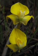 Disa tenuifolia