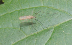 Cheilotrichia