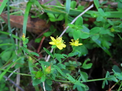 Hypericum taihezanense