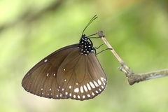 Euploea klugii kollari