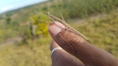 Tenodera superstitiosa