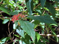 Viburnum urceolatum