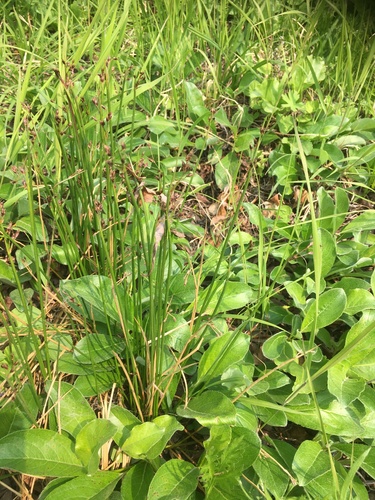 Juncus beringensis iNat (2)
