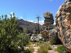 Widdringtonia wallichii