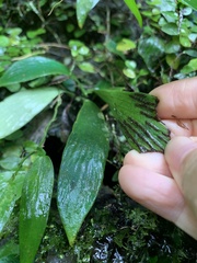 Antrophyum formosanum