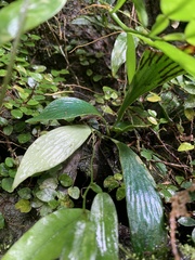 Antrophyum formosanum