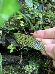 Antrophyum formosanum