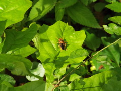 Teuchocnemis bacuntius