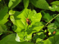 Teuchocnemis bacuntius