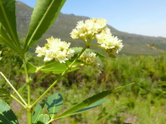 Platylophus trifoliatus