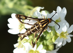 Pyropteron triannuliformis