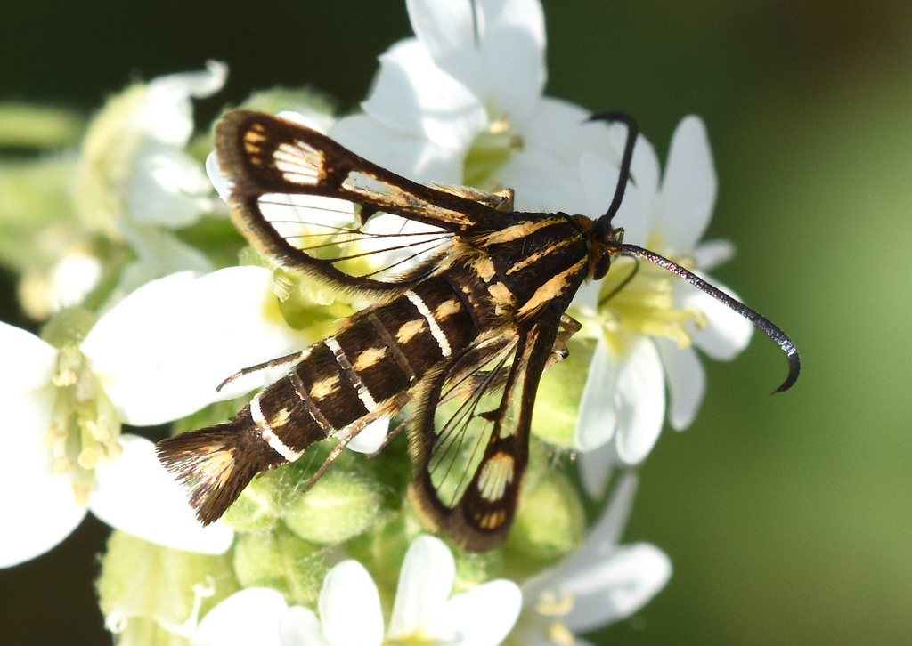 Pyropteron triannuliformis