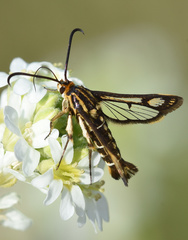 Pyropteron triannuliformis