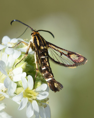 Pyropteron triannuliformis