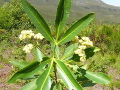 Platylophus trifoliatus