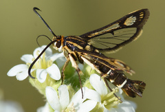 Pyropteron triannuliformis