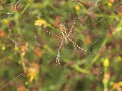 Argiope trifasciata