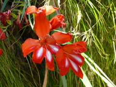 Gladiolus cardinalis
