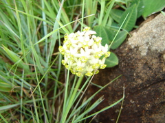 Asclepias vicaria