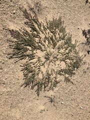 Mesembryanthemum dinteri