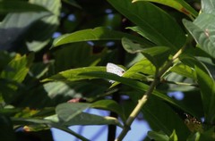 Catochrysops panormus exiguus