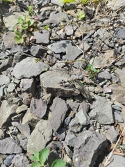 Oedipoda caerulescens