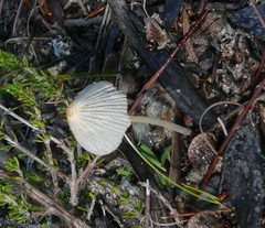 Coprinellus heterothrix