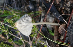 Coprinellus heterothrix