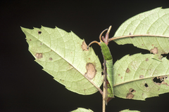 Dichorragia nesimachus formosanus