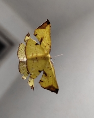 Corymica arnearia