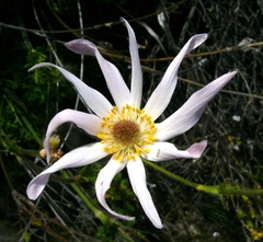 Knowltonia tenuifolia