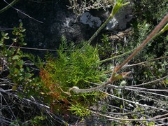 Knowltonia tenuifolia