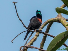 Cinnyris erythrocercus