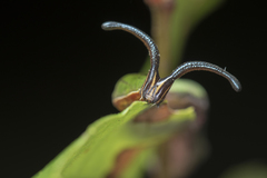 Dichorragia nesimachus formosanus