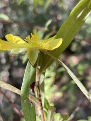 Hibbertia saligna