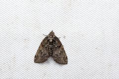 Lophoptera phaeobasis
