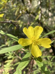 Hibbertia saligna