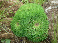 Euphorbia flanaganii
