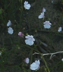 Nemesia diffusa