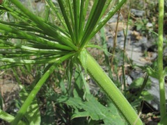 Heracleum leskovii