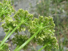 Heracleum leskovii